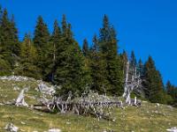 Baumrelikte am Waldrand